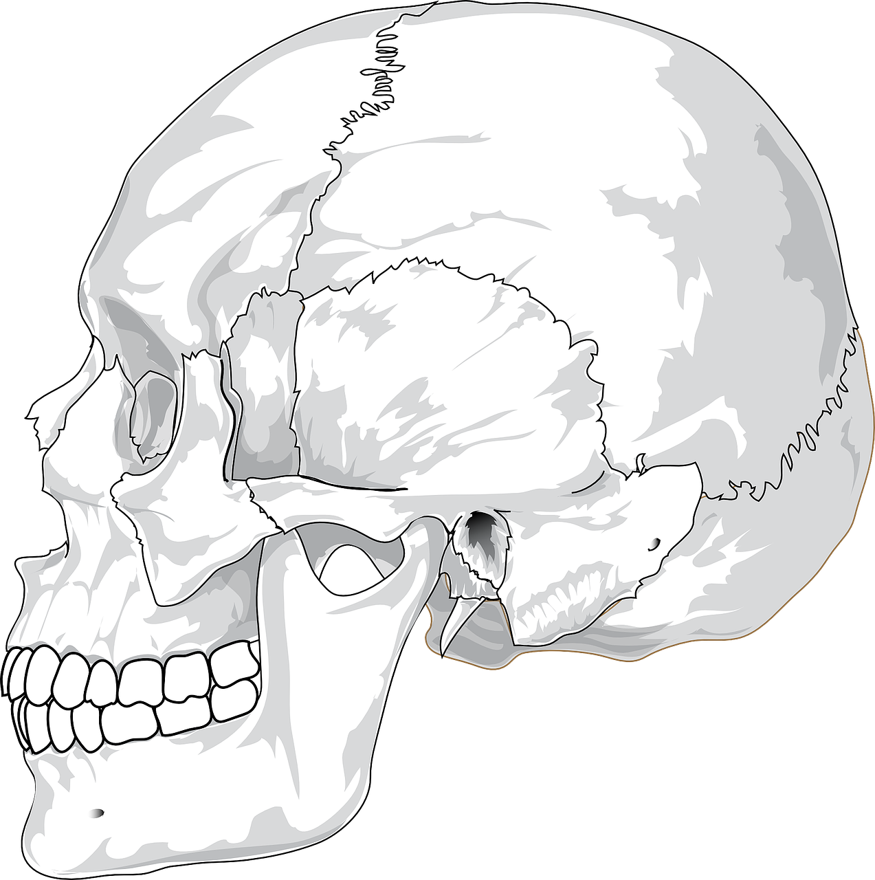 skull-31060_1280.png